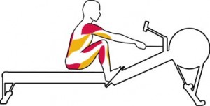 rameur muscle