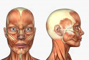 anatomie-humaine-muscles-du-visage-67477