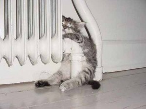 sommeil_chat