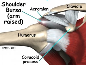 shoulder_rotator_cuff_anat04