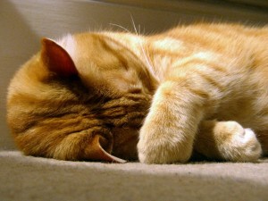 cat-nap-1024x768