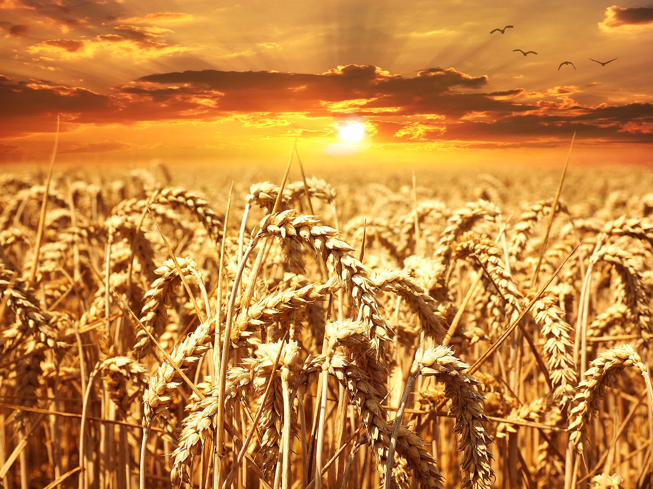 wheat-field-640960_1280 (2)