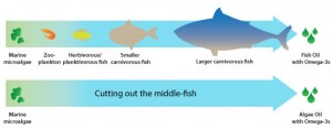 fish-chain-omega-3-for-web