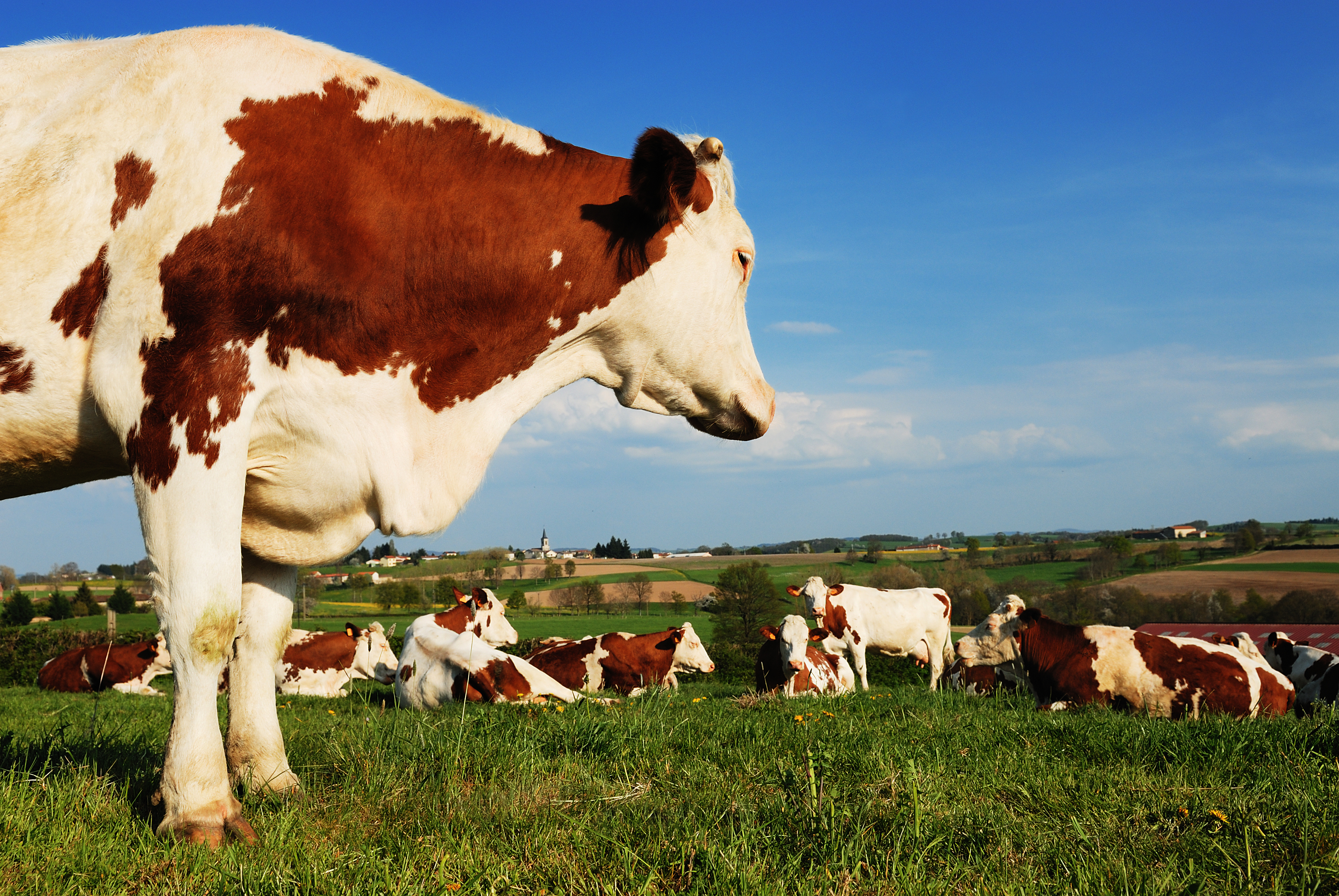 group of nices cows